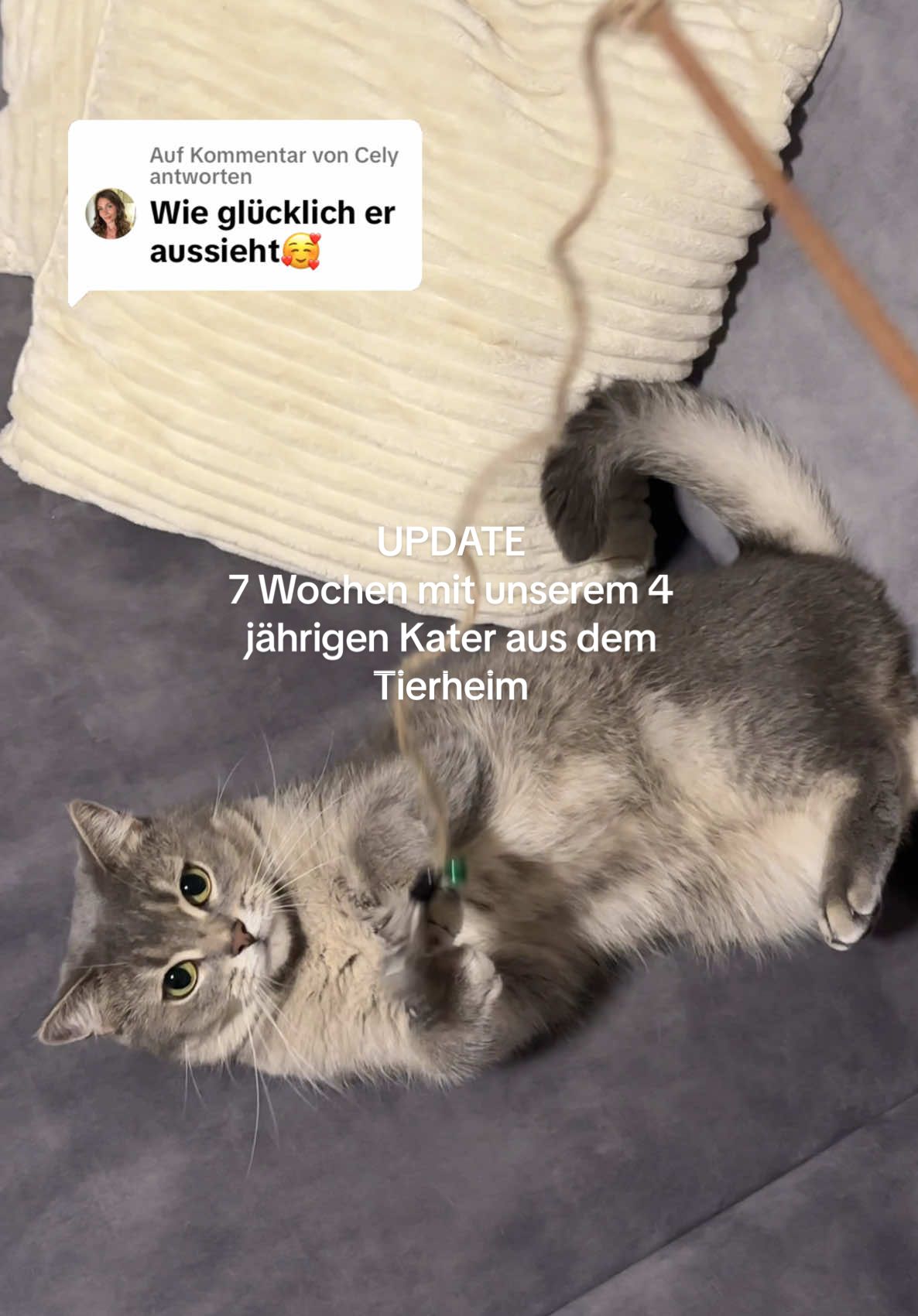 Antwort auf @Cely  so geht es unserem 4 jährigen Kater Toffee nach 7 Wochen bei uns 🧸✨🤍🫶🏻 Die beiden Kater verstehen sich immer besser und er wird immer kuscheliger 🥹 #zusammenführung #cattok #tierheimkatze #adoptdontshop #katzenliebe #bkh #orangecat 