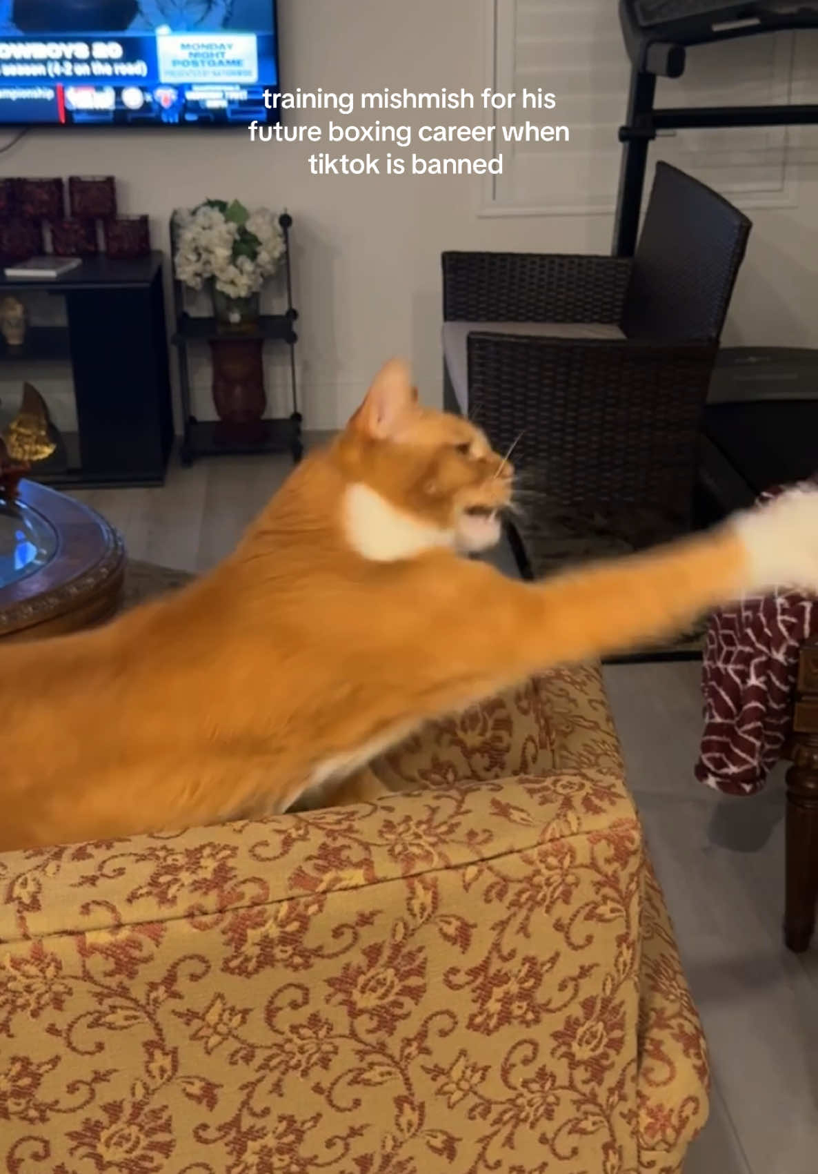 mishmish is gonna need a new career 💪🏻 #catsoftiktok #PetsOfTikTok #orangecat 