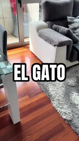 El gato que nació con 3 patas😨🐈