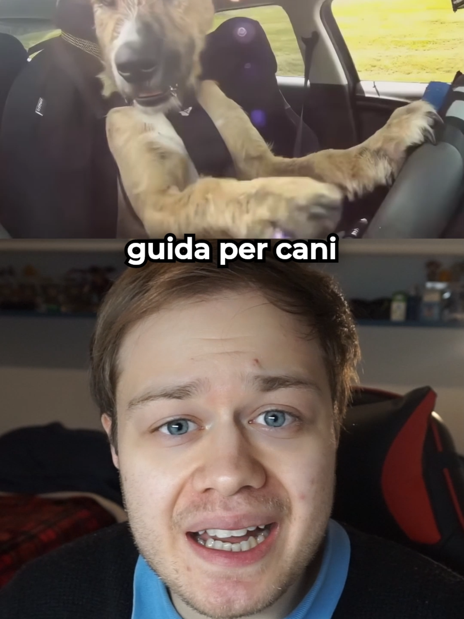 Questa scuola insegna ai cani a guidare delle auto!