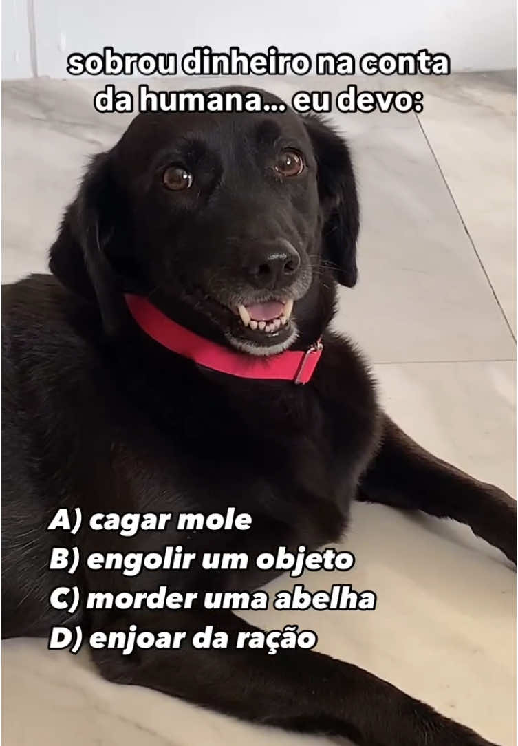 E) todas as alternativas 🤭 #cachorro #cachorros #cachorrosfofos #cachorrosengraçados #cachorrosdotiktok #animaisnotiktok 