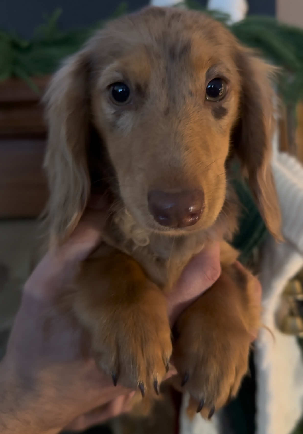 My baby🤎 #miniaturedachshundpuppy #miniature #miniaturedachshund #puppy #dogsoftiktok #dogsvideo #fyp #dachshund #christmas #christmascountdown #puppytiktok 