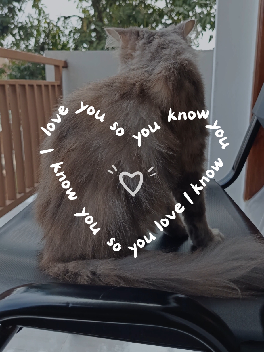 I love you ❤ #kucinglucu #kucingimut  #catsoftiktok #pet #Love #heart #kesayangan  #fyp 