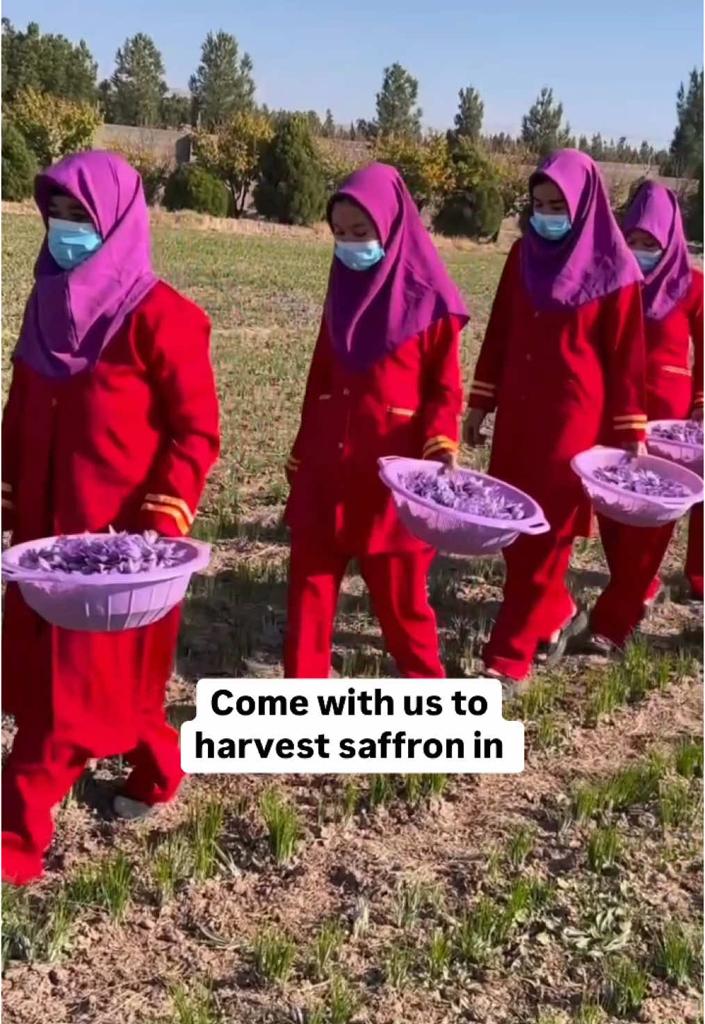 Through saffron, @gastronotherapy offers a window into Afghanistan that is often overlooked — a land of hope, resilience, beauty and endless potential. 🤲🇦🇫 Agriculture is a main source of income for 80% of the population in Afghanistan, and more than 90% of Afghanistan’s saffron is cultivated and exported out of this region. Afghan saffron has been recognized as the world’s highest quality saffron nine times by the International Taste Institute. This recognition is a testament to the hard work of the farmers and meticulous attention to detail in the processing and care for the soil in Herat. Recently, the Non-GMO Project was happy to choose @Heray Spice as a recipient of our Equitable Transfer Program grant for their excellent support of farmers and the land (not to mention some incredible saffron). #afghanistan🇦🇫 #afghantiktok #saffron 