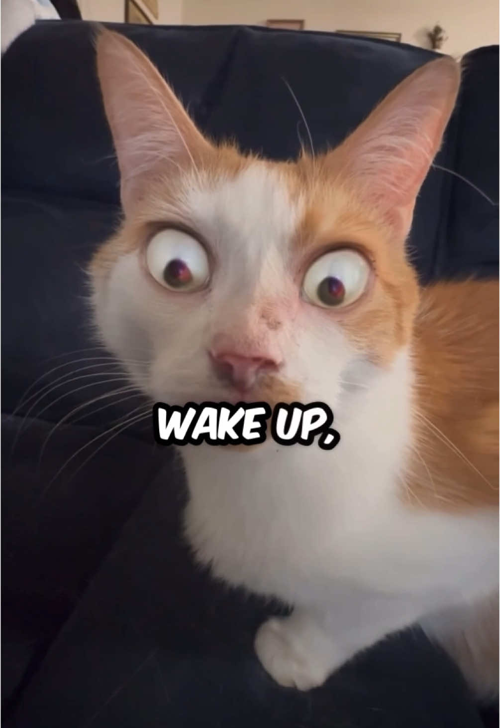 me when send this to um wake up wake up wake up #larry #evillarry #catsoftiktok #dankmemes #catmeme #chillcatguy #offlain #evilburga 