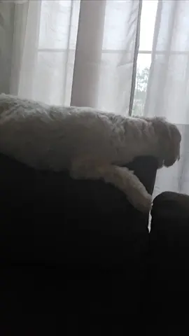 #lazy #fluffy #dog 