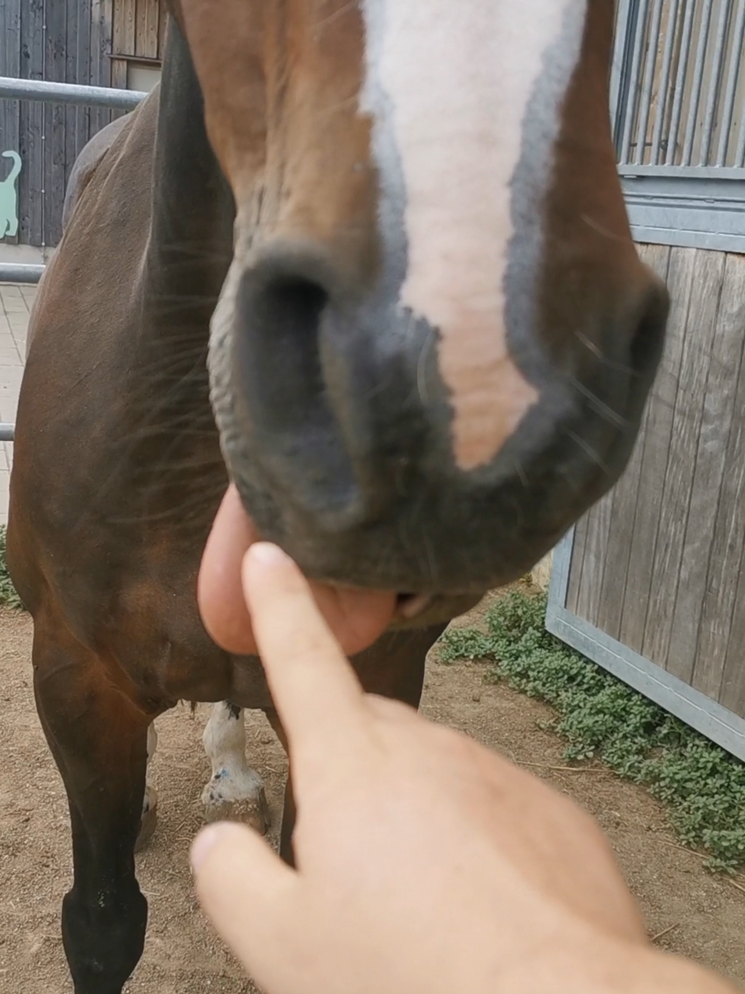 Not a thought behind those eyes. Rescue horse Coro at our animal sanctuary, chilling with her tongue out. She has no incisors so when she's relaxed, she can't keep her tongue inside her mouth. via Simon Zapf