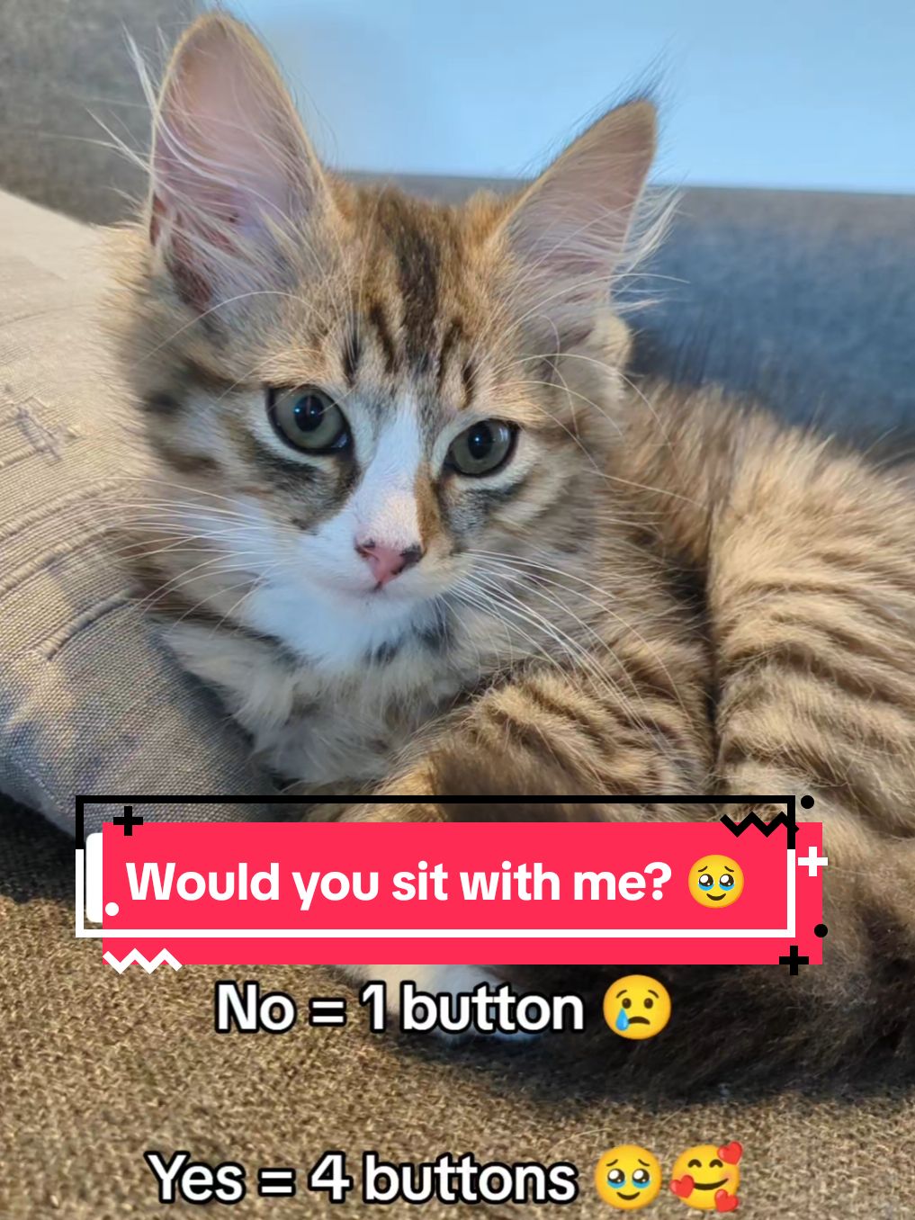 Would you sit with me? 🥹 #catlovers #kittenlovers #kittensoftiktok #cattok #catsoftiktok 