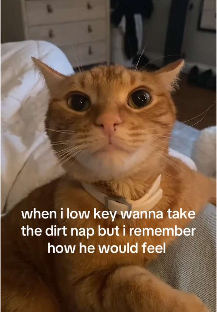 MY SHAYLA #relatable #cat 