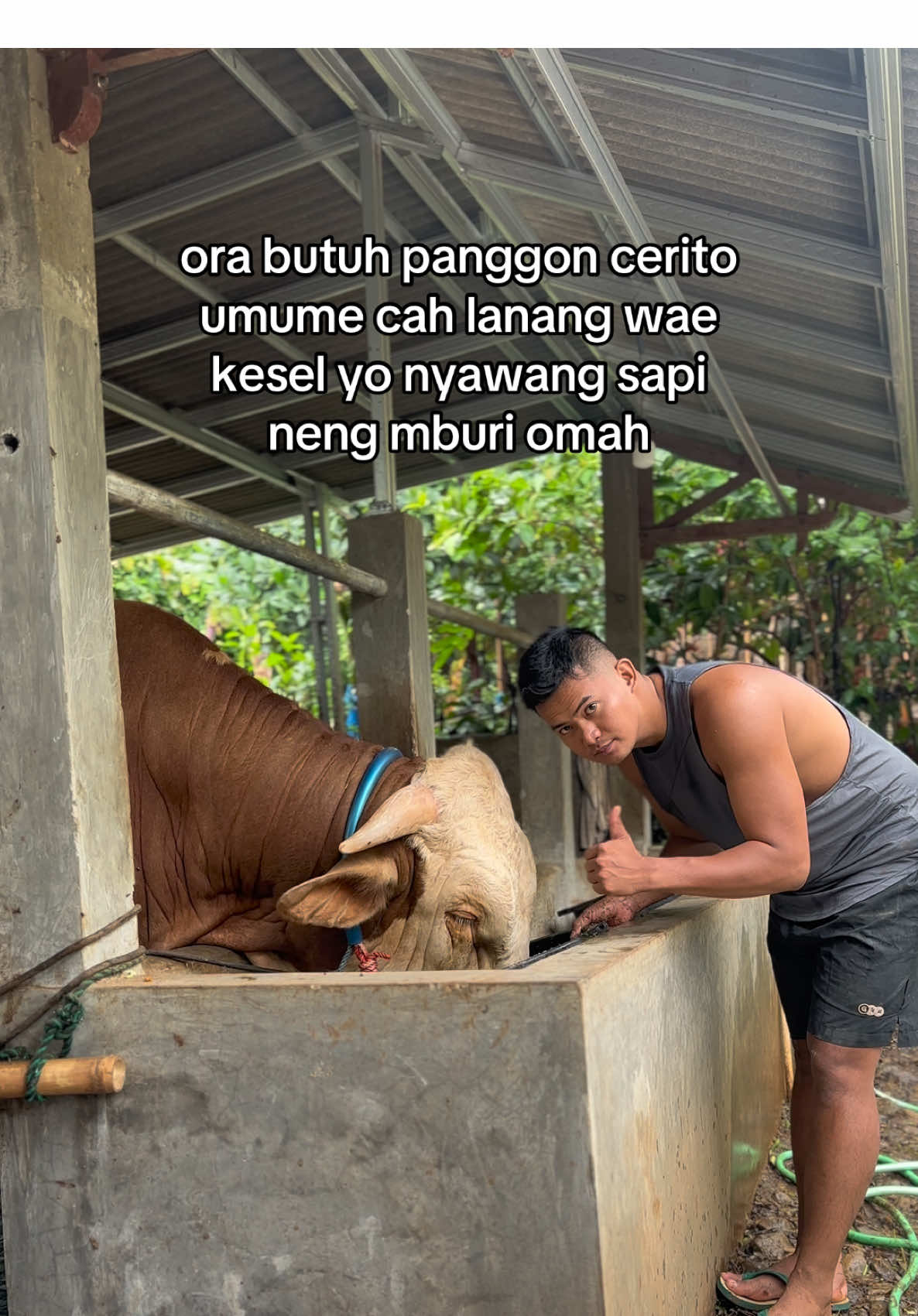 Ojo ingah-ingih ‼️ #fyp #fyppppppppppppppppppppppp #peternakmuda #sapi #peternaksapiindonesia 