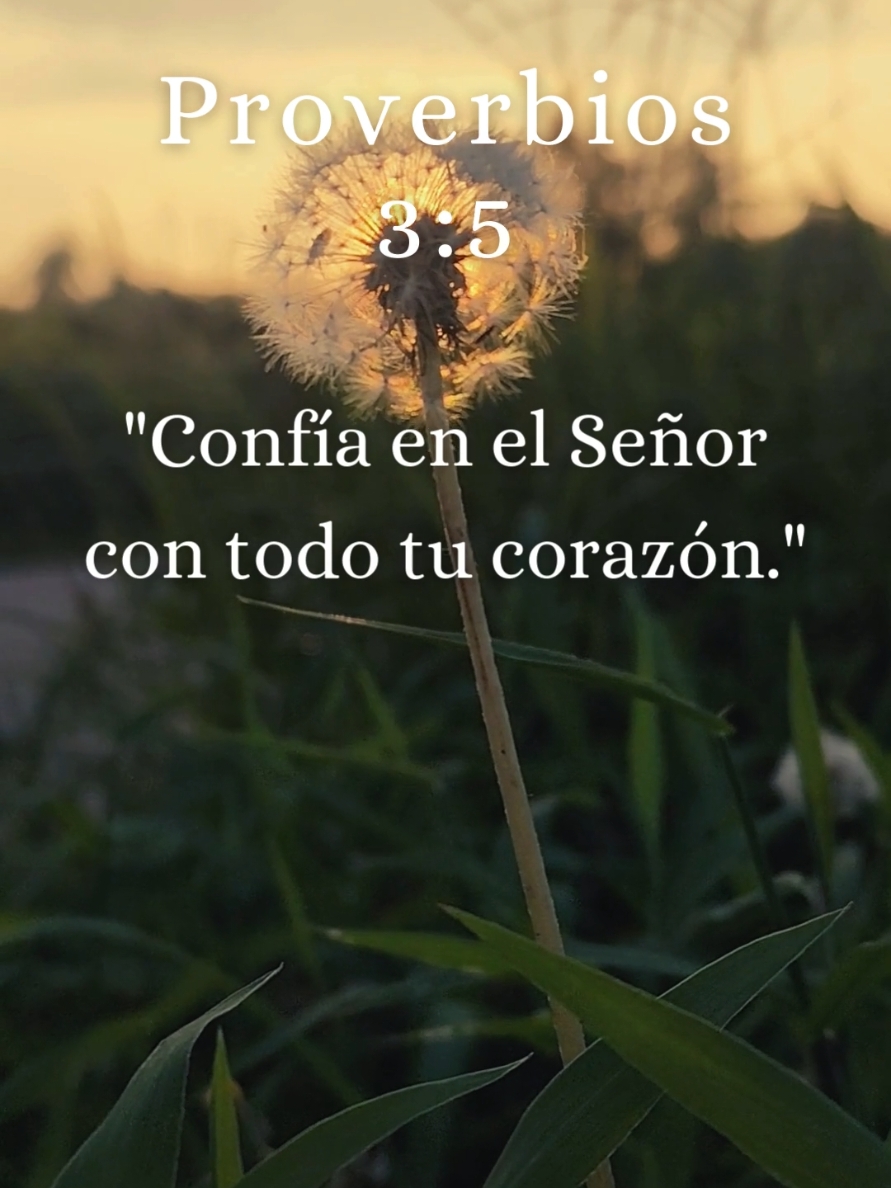 Sígueme y Dios te Bendecirá ✝️ #Dios #fe #esperanza #biblia #cristianos #inspiracion #mensajededios #palabradedios #confianzaendios #diostedicehoy #diosmeguia #diosesmiguia #diosesbueno #cartadedios #frasesmotivadoras #frases #frasesdeamor #frasesbonitas #frasesparareflexionar 