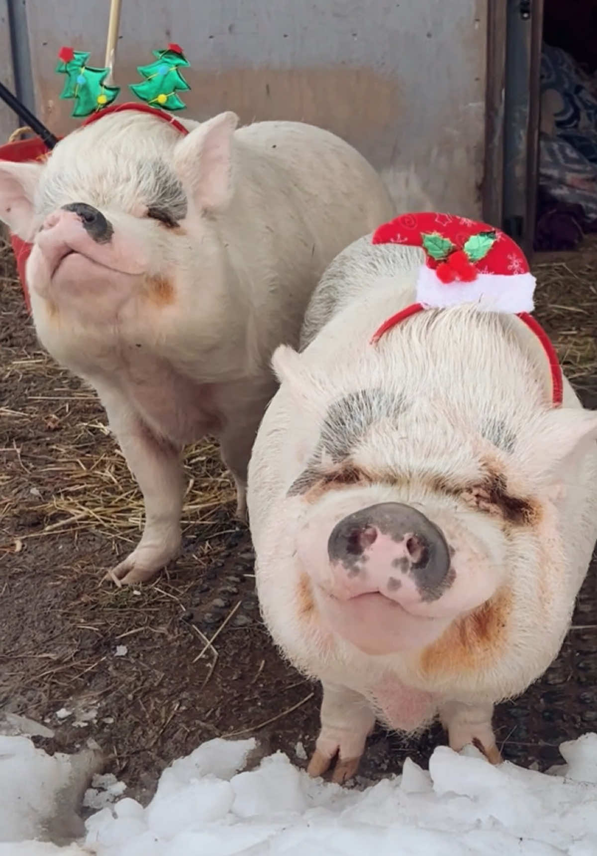 The Walnuts family checking out the party early so they can get back to their stacks of blankets #arthursacres #compassioniscontagious #bekindtoallanimals #santababy #veganfortheanimals #animalsoftiktok #pigtok #pigsoftiktok #animalsanctuary 