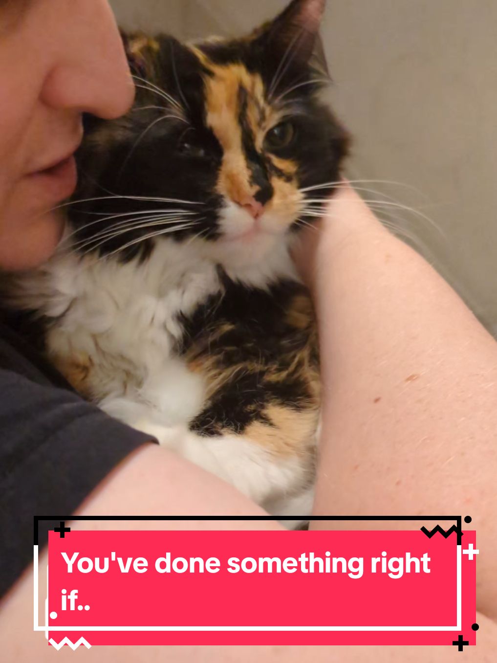 You've done something right if.. #catsoftiktok #cattok #kittensoftiktok #kittenlovers #catlovers 