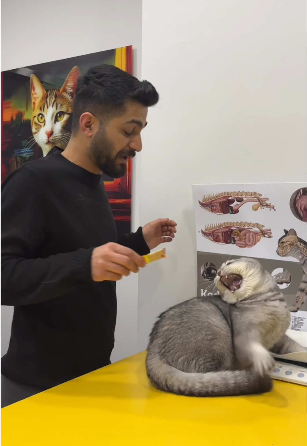 Dokunduğum an bağırıyor😂  #kedi #kediler #kedilerim #kedilerrr #kedilerrrrr❤️ #cat #catsoftiktok #kedilerindünyası #kedilerisevin #kedilerindunyasi #kedilervadisi #veterinerhekim #veteriner_hekim #veterinarylife #veterineria #veterinerlik #veterinerhekimi #veterinerhekimlik #canlilar #canlılardünyası #canlılar #hayvanlarisevelim 