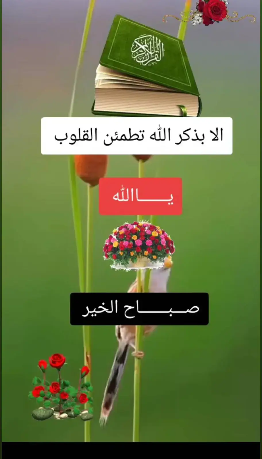 #الابذكر_الله_تطمئن_القلوب_أذكرو_الله #ياالله #صبحكم_الله_بالخير_والعافيه🌸🌿 #اللهم_صل_على_محمد_وآل_محمد 