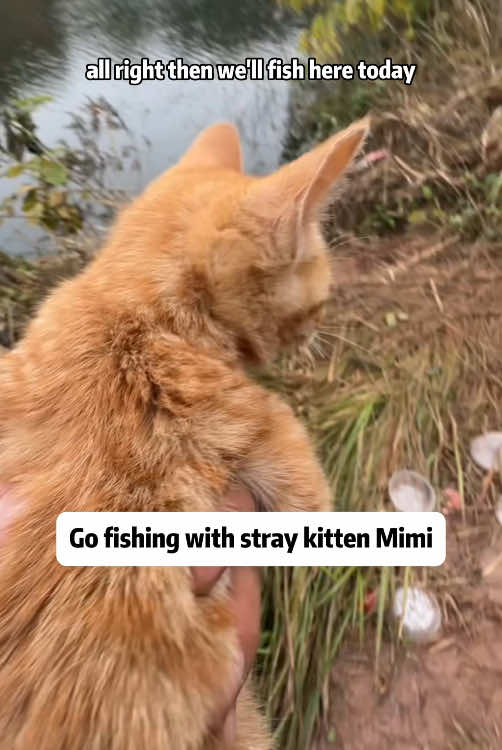 Go fishing with stray kitten Mimi #cat #kitten #straycat #straykitten #cats #catsoftiktok 