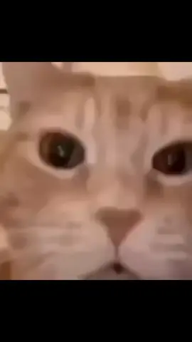 LAUGH OF THE DAY 😂 #meme #funny #cat #laugh #memeseveryday #laughing #funnymeme #trending #viral 