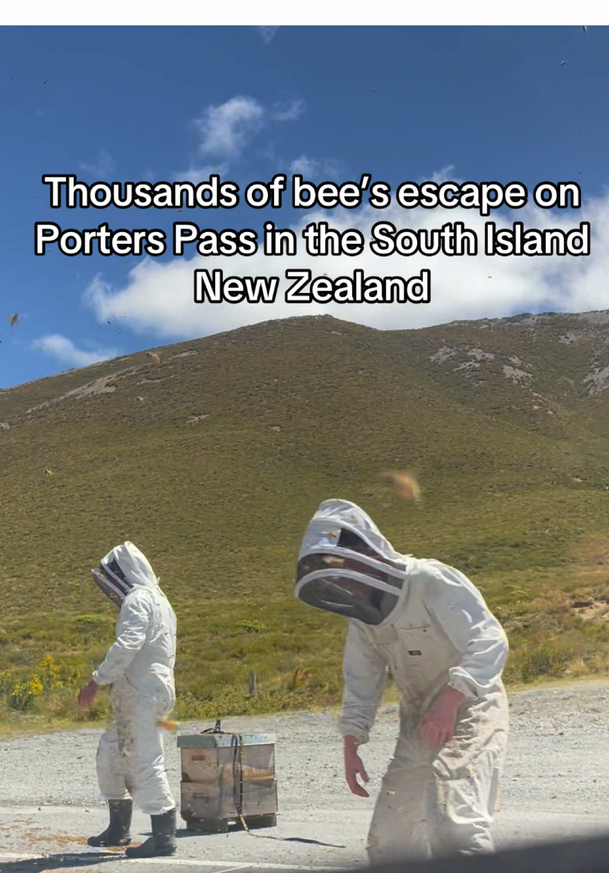 Bad day to be a beekeeper #newzealand #canterbury #bee #beekeeper #christchurch 