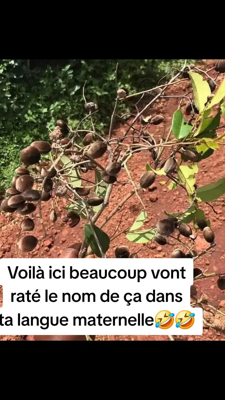 Voilà ici beaucoup vont raté le nom de ça dans ta langue maternelle🤣