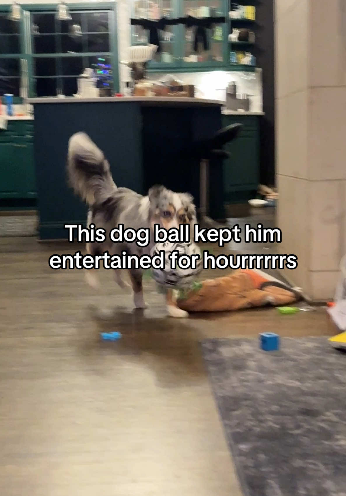 This was honestly sooo funny!! 😂 #dog #dogsoftiktok #dogtoy #dogtoys #dogtoyreview #dogs #aussie #aussiesdoingthings #dogmom #funnyvideo #fyp 