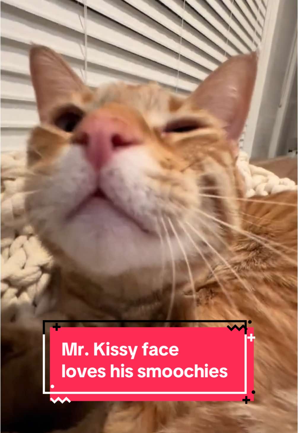 Theodore loves his kisses. 💋 #theothetabby #orangecatbehavior #catsoftiktok #PetsOfTikTok #orangecat #tabby #orangecatsoftiktok #orangecat #tabby #orangecatsoftiktok #tabbycatlovers #cat #catmeme #tabbycat #pets 