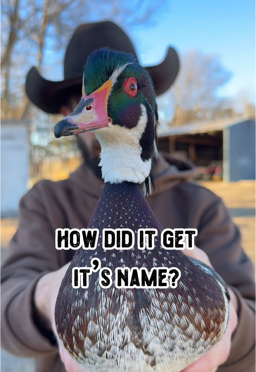 How did the wood duck get its name?🦆 And how much wood could a wood duck duck if a wood duck could duck wood? 🧐 Find the answer to both those questions in todays video 😋  *duckslaimer* this is not my wood duck 🥸  #woodduck #duck #ducks #animal #animals #wildlife #waterfowl #fowl #beautiful #nature #history #fact #facts #funfact #funfacts #didyouknow #bird #birds #prettybird #birdwatchers #birdwatching #hunting #ducksoftiktok #ducklife #shilohfarm 