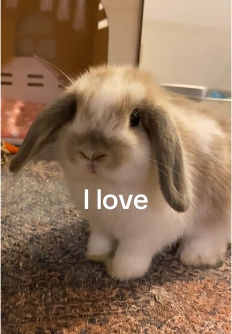 the cutest🐰💕 #bunny #cute #lop #hollandlopbunny #bunnytok #rabbitsoftiktok #rabbits 