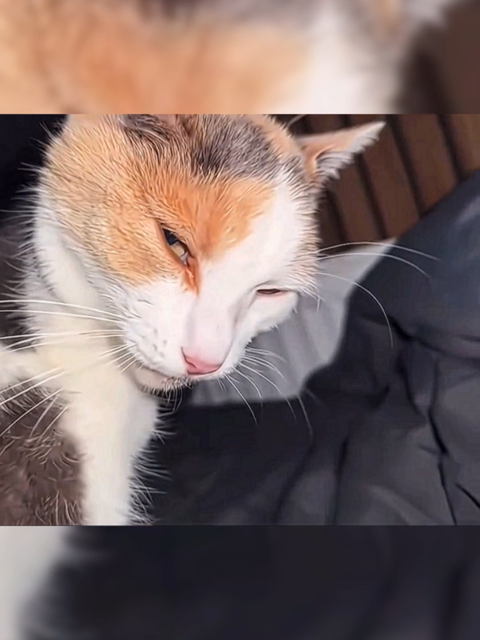 Cat : 🚁👅😒#cat #cats #catsoftiktok #cutecat #fyp #viral #creatorsearchinsights 