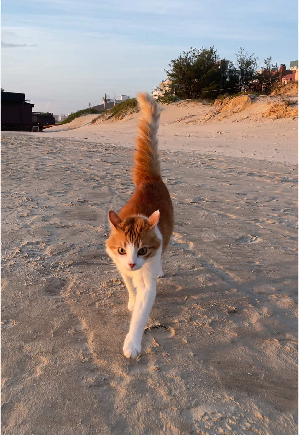 Essa música combina muito com a Prince! 🐈🧡 #funny #fyp #foryou #fypシ #foryoupage #fy #gato #gatos #gatostiktok #cat #catsoftiktok #catlover #viral 