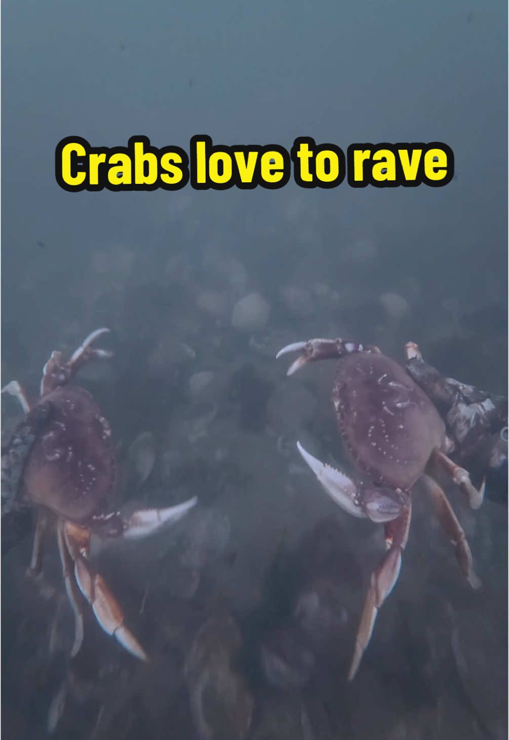 Conditions were very bad but the crabs still got to dance #4upage #fishing #crabs  