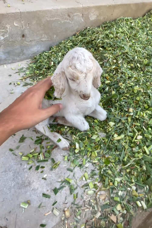 Rescue a baby goat #rescue #animal #animalsoftiktok #rescueanimals #goat #goatsoftiktok #babygoat 