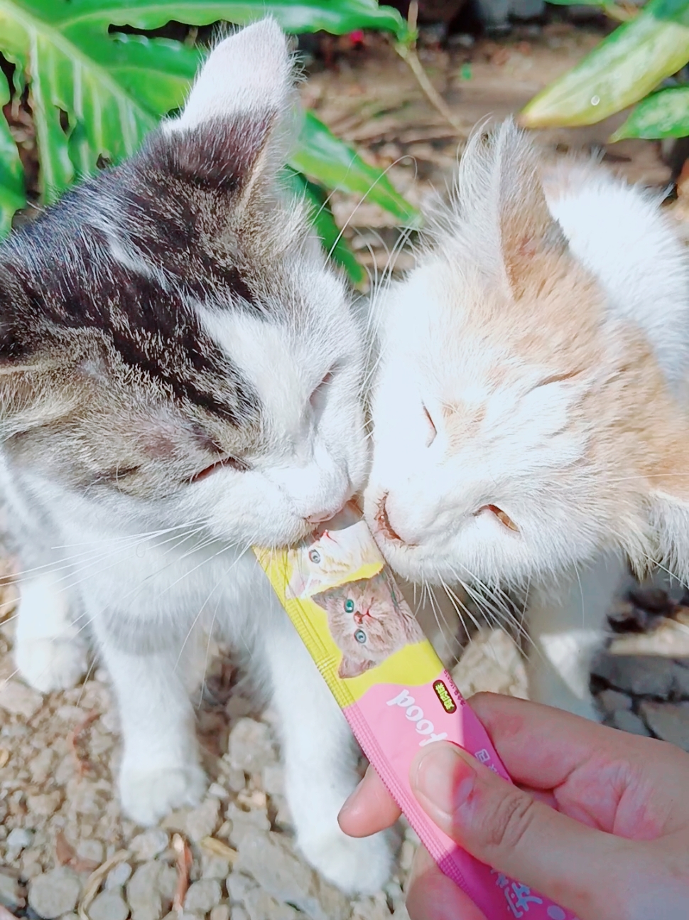 snack kucing murah penambah nafsu makan #kucing #kucinglucu #snackkucing #snackkucingmurah #makanankucing 