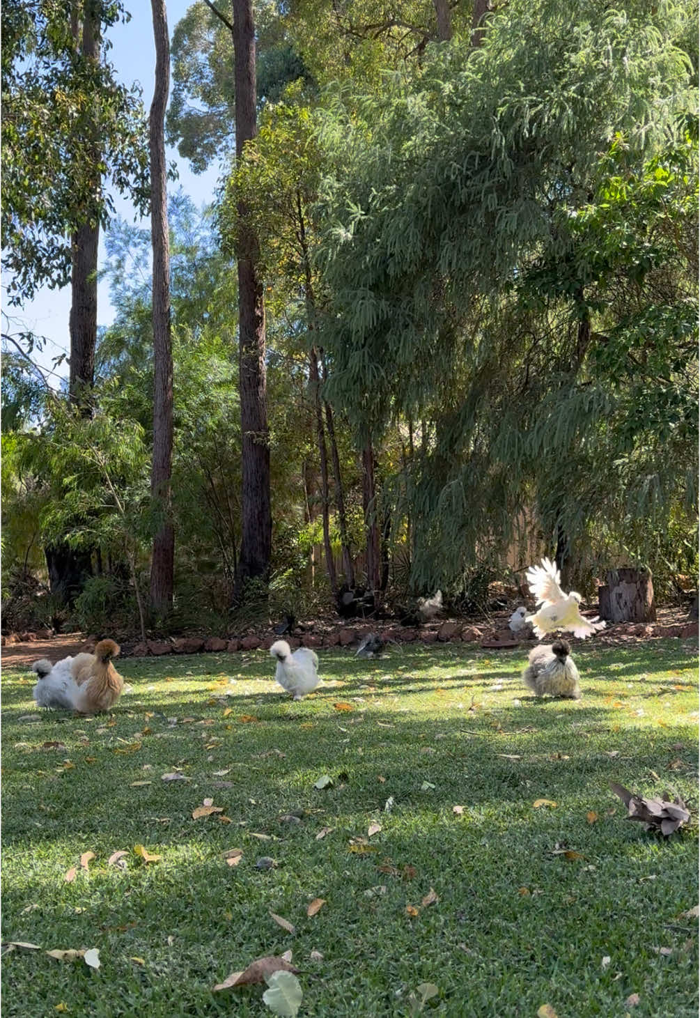 WHERE ARE THEY GOING?!? #run #silkies #silkiesoftiktok #chickens #fyppppppppppppppppppppppp #fyp #fypシ゚ #backyard #silkie #chickenkeeper #chickensoftiktok #chicken #perthchickens #chickensofaustralia #silkiechickens 