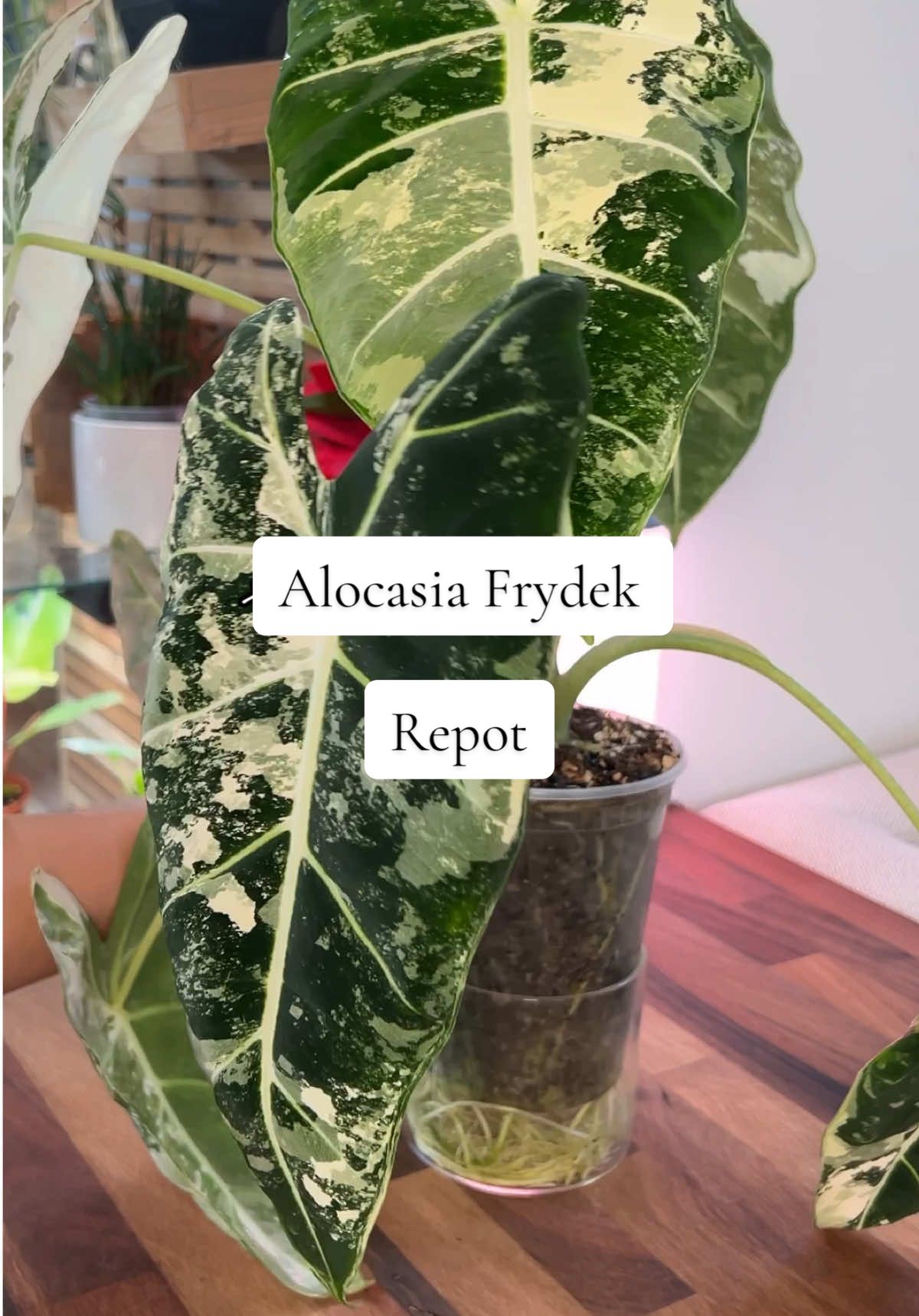 Repotting my Variegated alocasia frydek  + finding corms! 🪴 Once some of the corms grow im going to add a few back to the motherpot 🛸  to get a fuller looking plant  Soil mix is on my page, under “alocasia” playlist part 1 🌿 #houseplants #alocasia #repot #plantcare #corms #PlantTok #plantlover #roots #alocasiafrydekvariegated #plantmom 