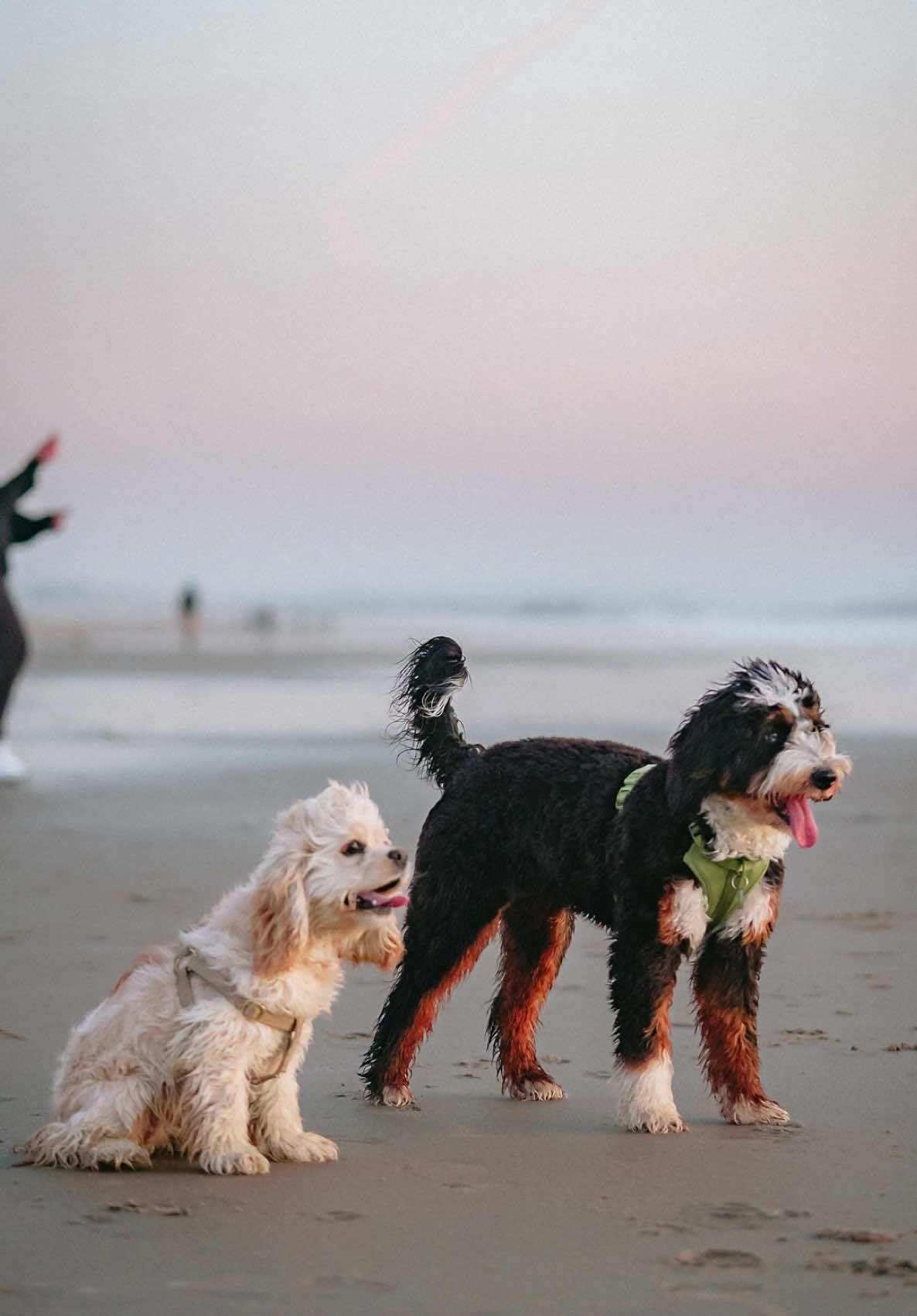 This is a puppy love story 😭🫂 This beautiful dog is olive!  🫒.  Such a cutie and that little fluffy hair ball is Honey 🍯  Olive 🫒 and honey 🍯!! a combo I didn’t know existed but I’m obsessed 😭🙏 #puppy #cutedog #dogsofinstagram #doglover #streetportrait #cuteanimals 