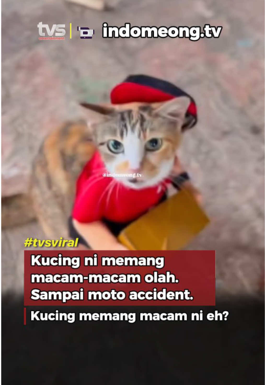 Kucing zaman sekarang memang lain daripada yang lain.. #TVSEntertainment #TVSarawak #fyp #kucingtiktok #deliveryman #fypp #fypdong 