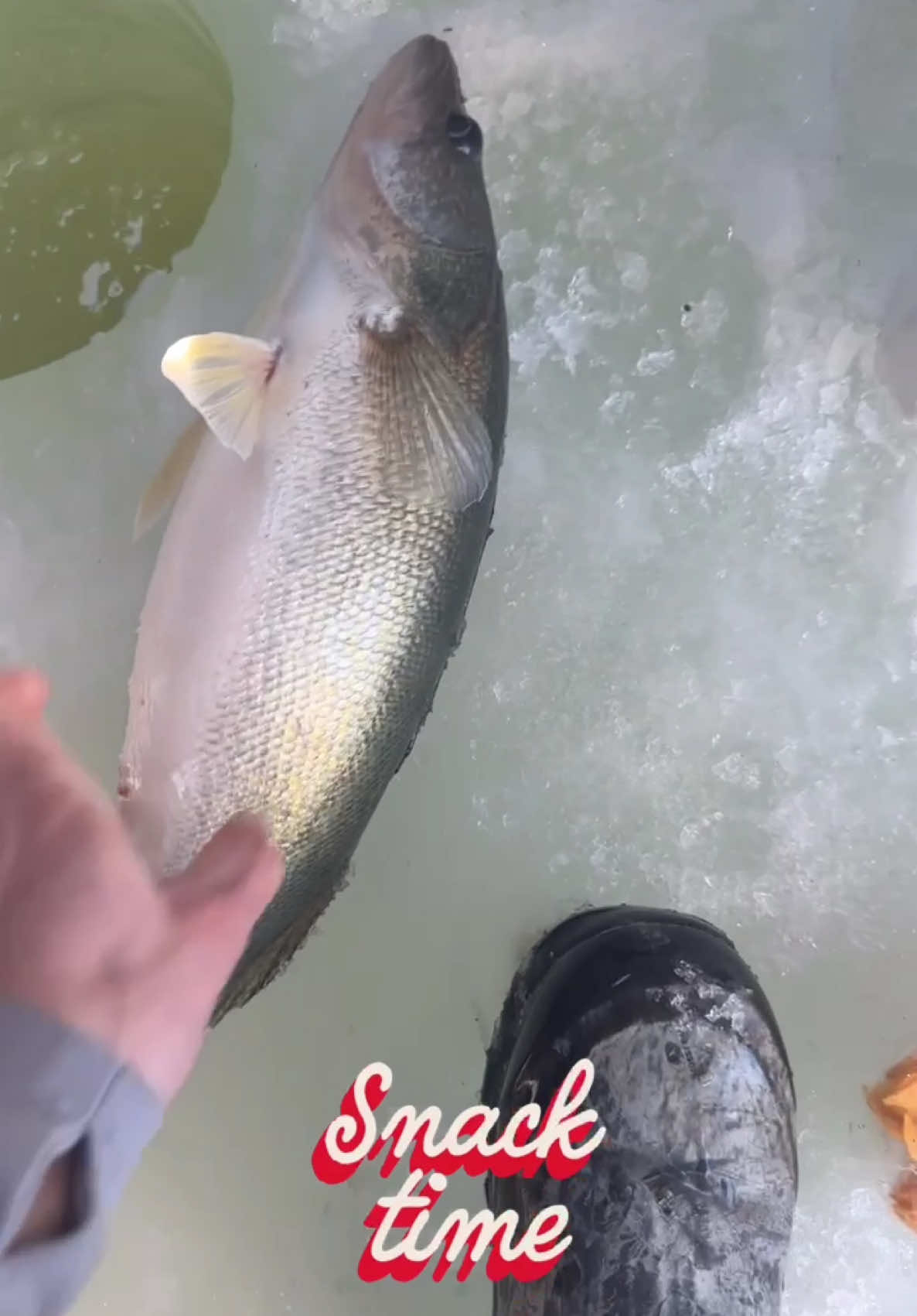 Big one on bottom gotta send it! #walleyefishing#icefishing#bluecollar 