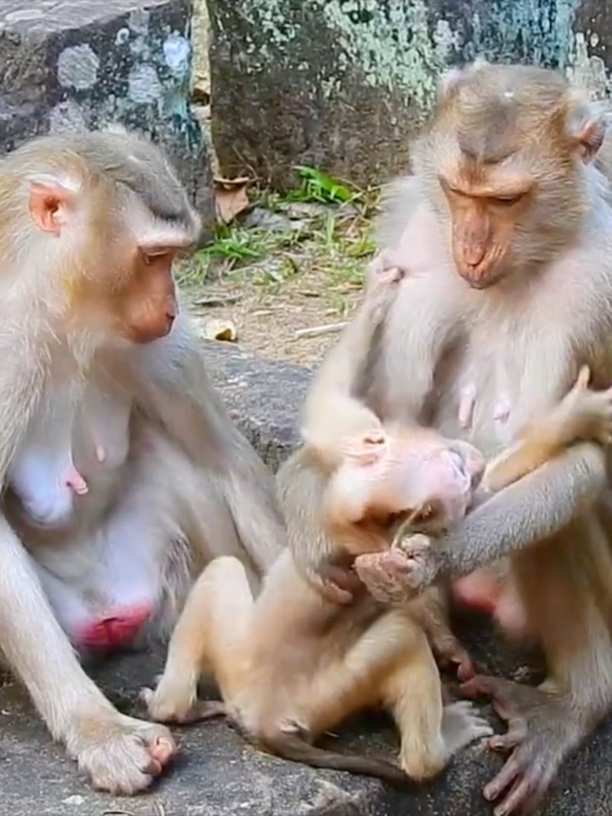 OMG Mother can't save her baby from kidnapper  #monkeyvide #funnyanimals #momkey #babymonkey #funnypuppy #pupoy 