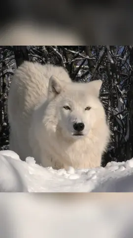 When a wolf lowers the front part of its torso while keeping the hind part upright, this behavior is called a bow. Assistant Wolf Curator Abby explains the different types of bow behaviors in this week's ethogram video. Which bow have you witnessed your dog exhibiting? #wolf #wolves #wolfbehavior #internationalwolfcenter #wolfwednesday