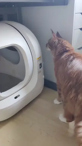 PETKIT Pura Max memiliki silinder yang cukup besar sehingga kamu gak perlu khawatir Maine coons kamu gak muat di dalamnya~ Yuk, segera order untuk anabul kesayangan kamu di PETKIT Indonesia ✨ Video by: @.tcharly_coon #petkit #petkitid #petkitindonesia #smartpetproducts #fyp #automaticlitterbox #puramax
