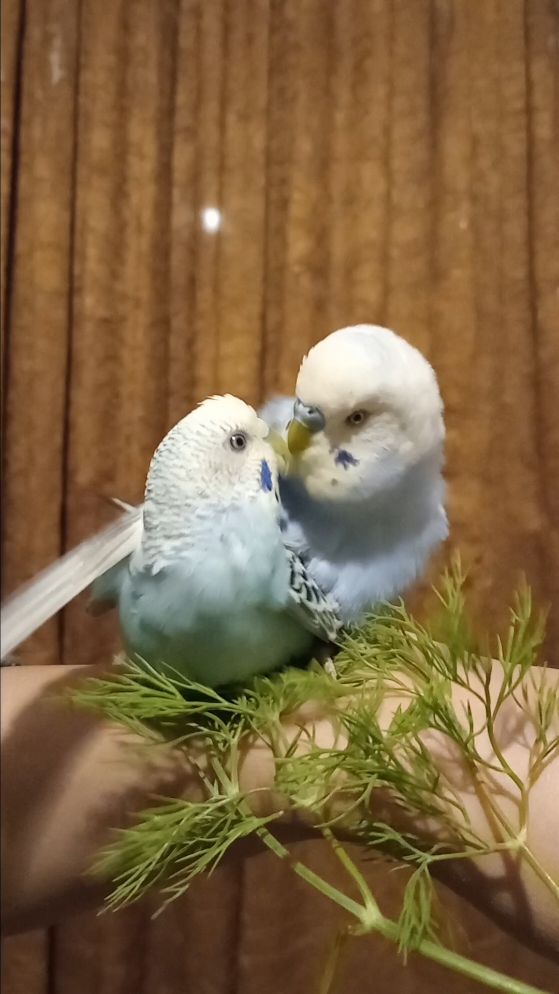 Budgies Mating  #budgiesparakeet #budgiemating ##parakeetmating #parrotmating #birdmating #animalmating #muhabbetkuşu #petmating #budgie #budgieslife #budgie #budgieslovers #budgieslover #budgiefriends #bird #perquito #perquito #perruche #babybird #babyparrot #budgies #budgie #parakeet #bird #perruche #perruches #pets #parrots #birds #bird #comedy #viral #طوطیسانان #طوطی_سانان #مرغعشق #مرغ_عشق 