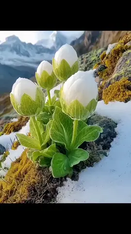 Di puncak gunung salju, keajaiban kehidupan mekar dengan perlahan. Lihat, beberapa bunga yang gigih ini, menemukan ruang untuk bertahan hidup di antara salju dan batu. Mereka dilapisi dengan bulu putih, seperti mantel hangat yang diberikan alam, mekar dengan tenang di tengah angin dingin. Setiap kelopak bunga menceritakan keteguhan, setiap daun hijau menunjukkan kehidupan. Mereka mekar dengan keindahan yang khas di dunia yang dingin ini, seolah-olah memberi tahu kita: tidak peduli seberapa buruk lingkungan itu, kehidupan memiliki kekuatan uniknya. 💪 #Bunga di Gunung Salju #Kekuatan kehidupan #Kecantikan alam