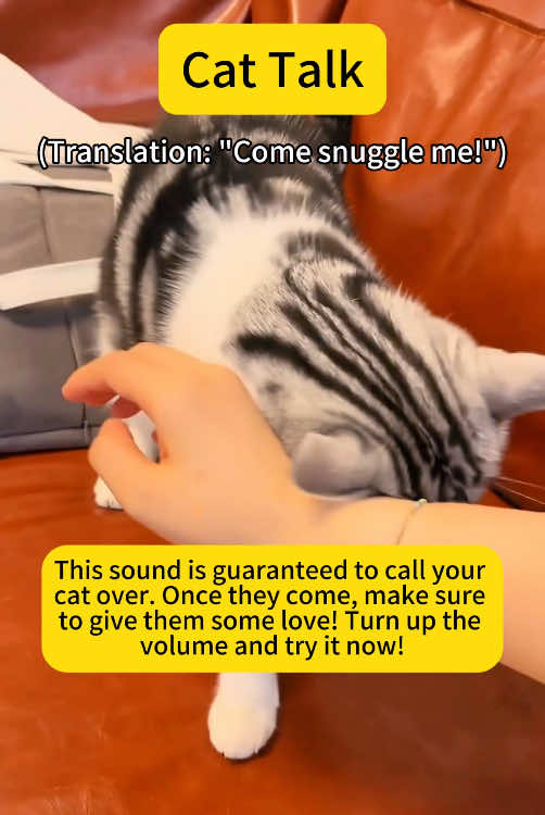 #catsoftiktok #cat #meme #cattips #catslovers #language #catlanguage 