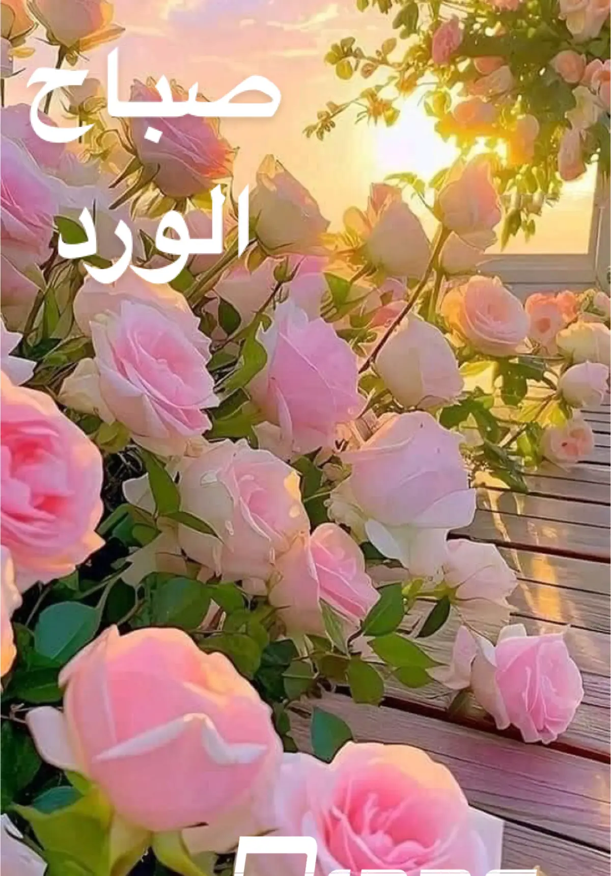 #اسعد_الله_جميع_اوقاتكم🤍💞🌹 