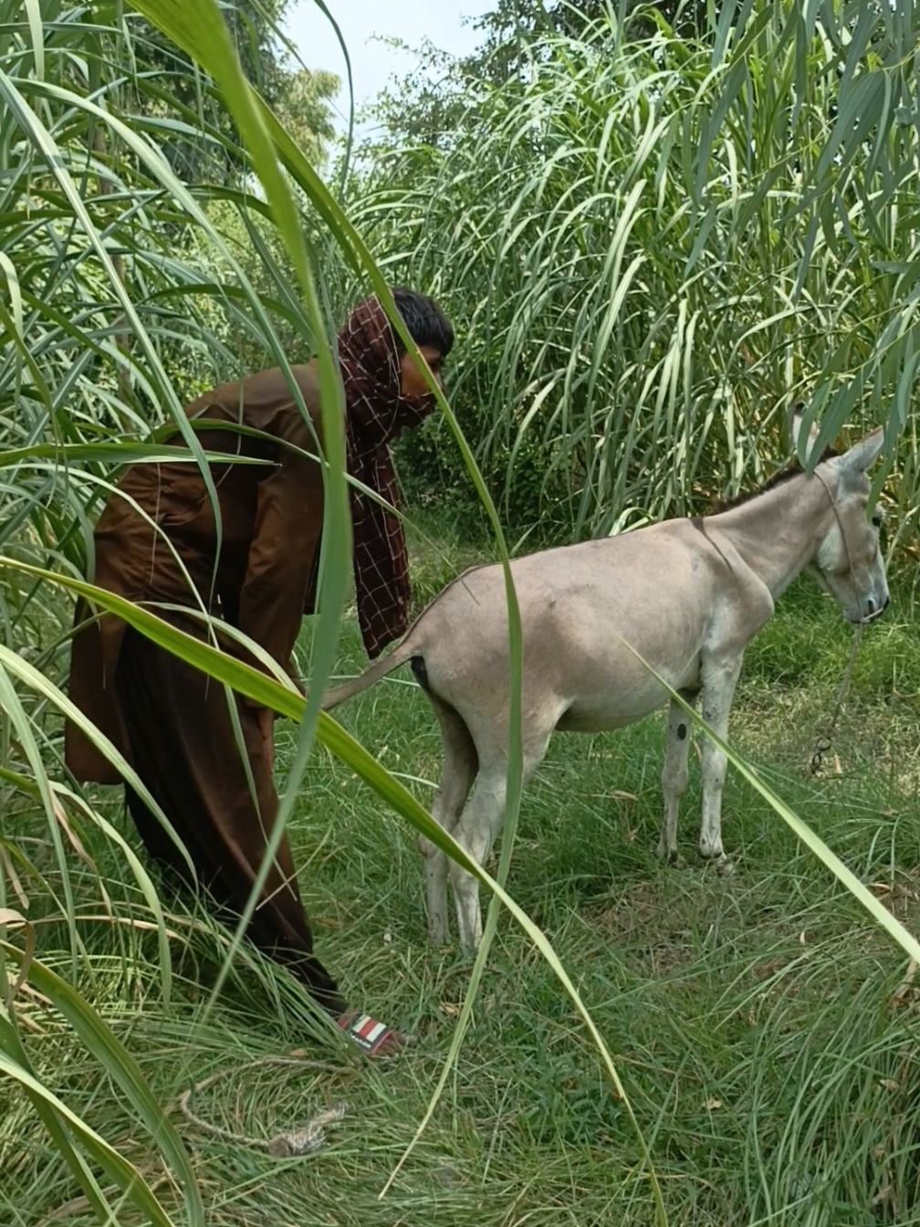 Oh no A boy are playing with the beautiful Donkey in the field and enjoying together #foryou #viral #foryoupage #viralvideo #viraltiktok #viral_video #foryou 