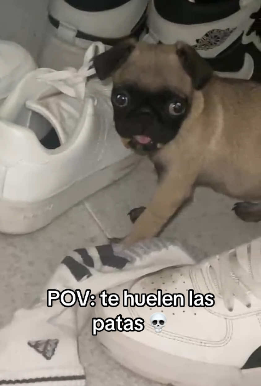 🤣🤣🤣 olio los del papa y se vomito en los mios 😣#pug #humor #fyp #mascotas 