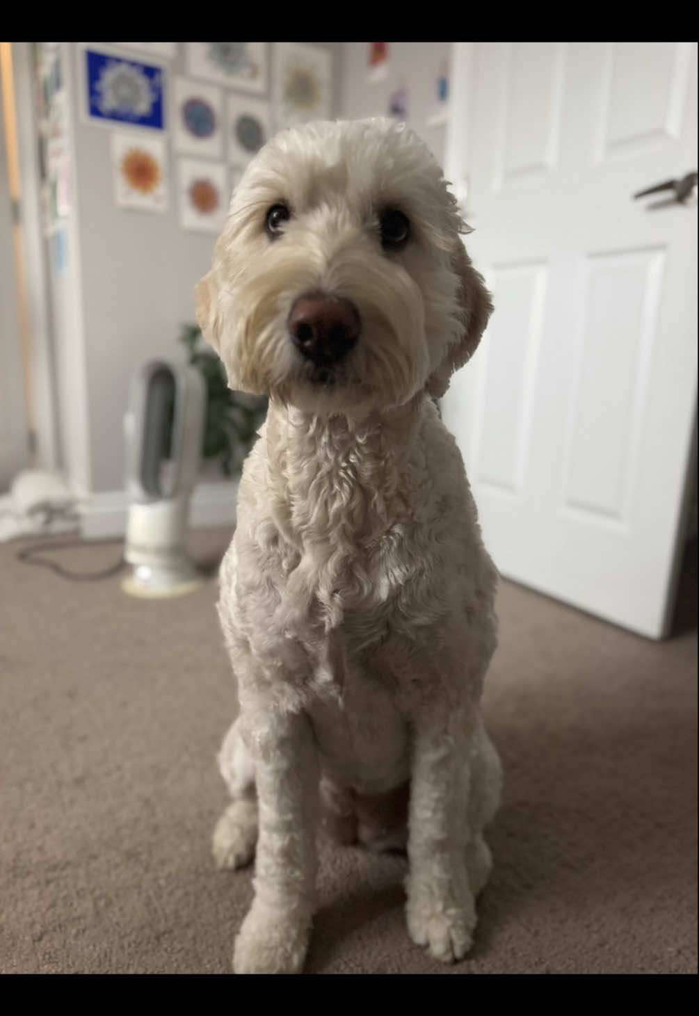 Ginger always loves to say hi. Even if she has to run away a few times, have a shy bathroom accident and hug her mumma. She’ll eventually share all her toys, even if you don’t ask for them. #goldendoodlesoftiktok #goldendoodlelove #furbabys #longeyelashes