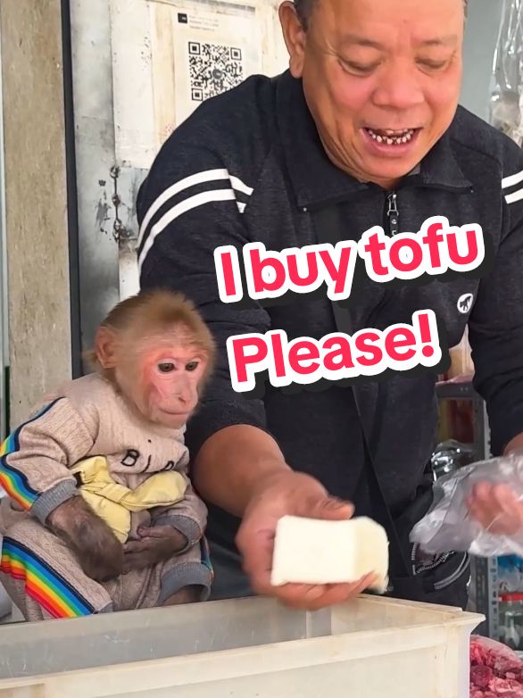 BiBi crave tofu so him go to the market to buy it herself. #BiBimonkey #MonkeyBiBi #BiBifamily #animalcutes #animal #babymonkey #monkeybabi #pest #bibiandmom #bibiandlala #monkeydluffy #monkey 