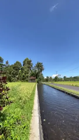 jalan dipinggir sawah dengan view Gunung Agung ♥️ Semeton ada yang tau lokasi ini? credits video by IG Balikami  #balikami #balikamicom #gunungagung 