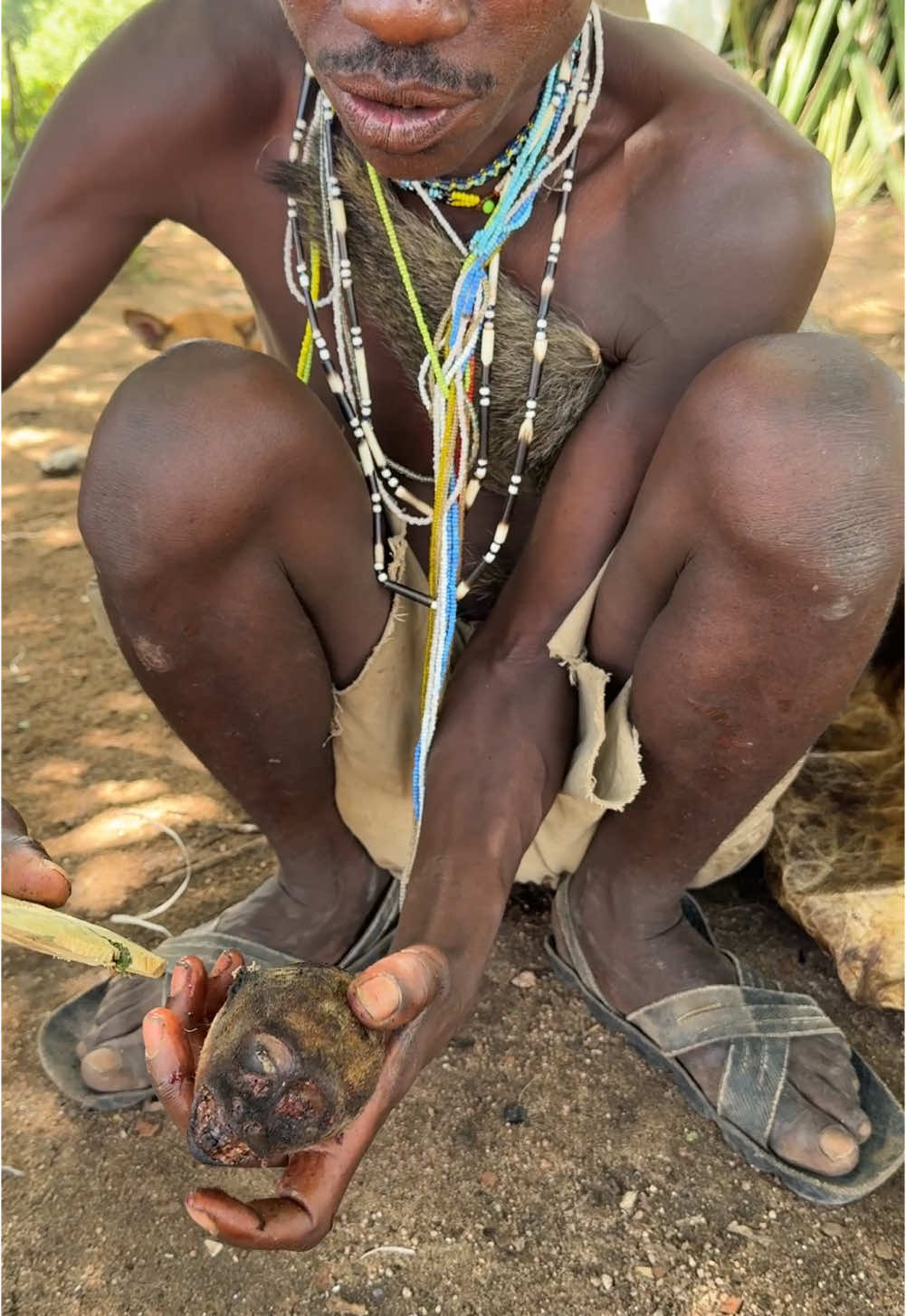 Its breakfast time, Monkey head is So delicious and nutritious 😋😮🥰#hadzabetribe #africastories #villagelife #FoodLover #usa🇺🇸 #foodtiktok 